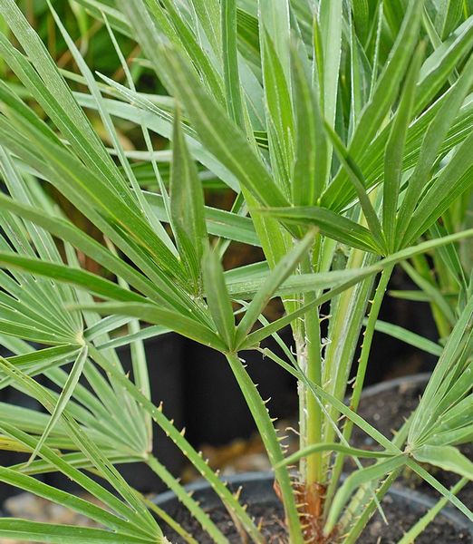 Chamaerops Humulis Vulcano 